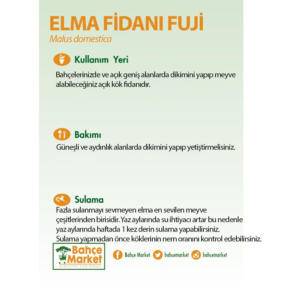 Elma Fidanı Fuji Çıplak Kök