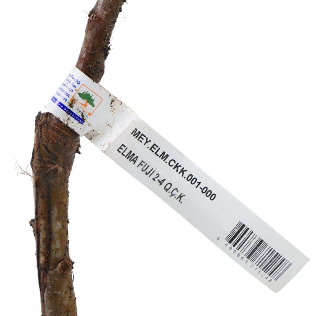 Elma Fidanı Fuji Çıplak Kök