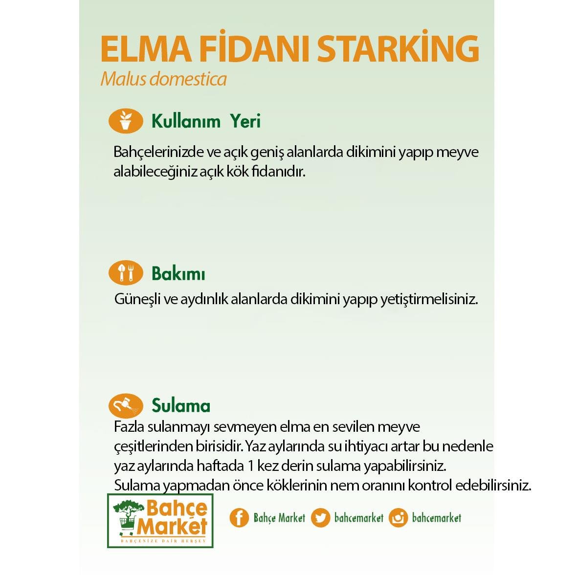 Elma Fidanı Starking Çıplak Kök