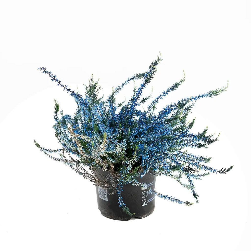 erica-calluna-supurge-calisi-20-30-cm--201bd.jpg
