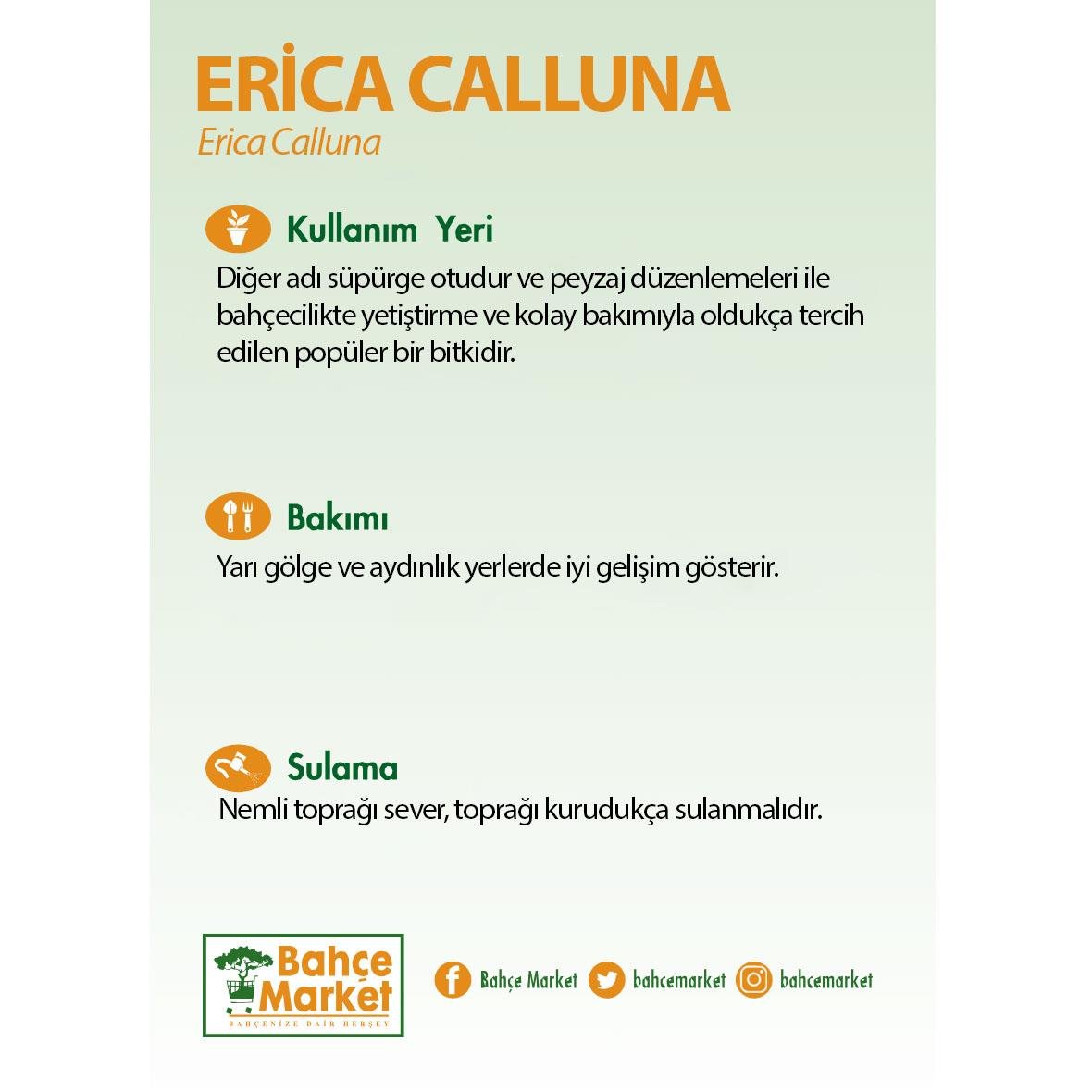 Erica Calluna - Süpürge Çalısı 20 - 30 Cm