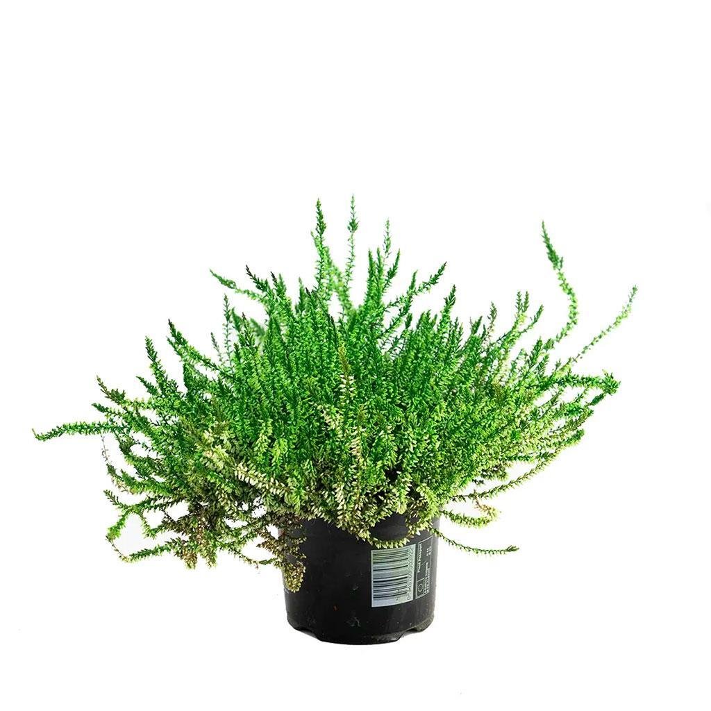 erica-calluna-supurge-calisi-20-30-cm-aa2c69.jpg