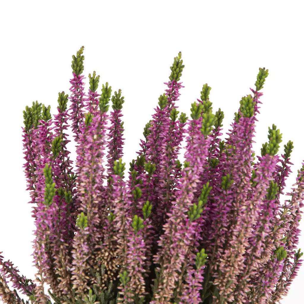 erica-funda-cicegi-10-20-cm-6de3b0.jpg