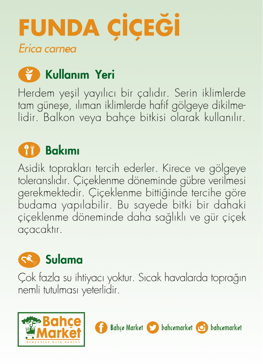 Erica - Funda Çiçeği 10 - 20 Cm