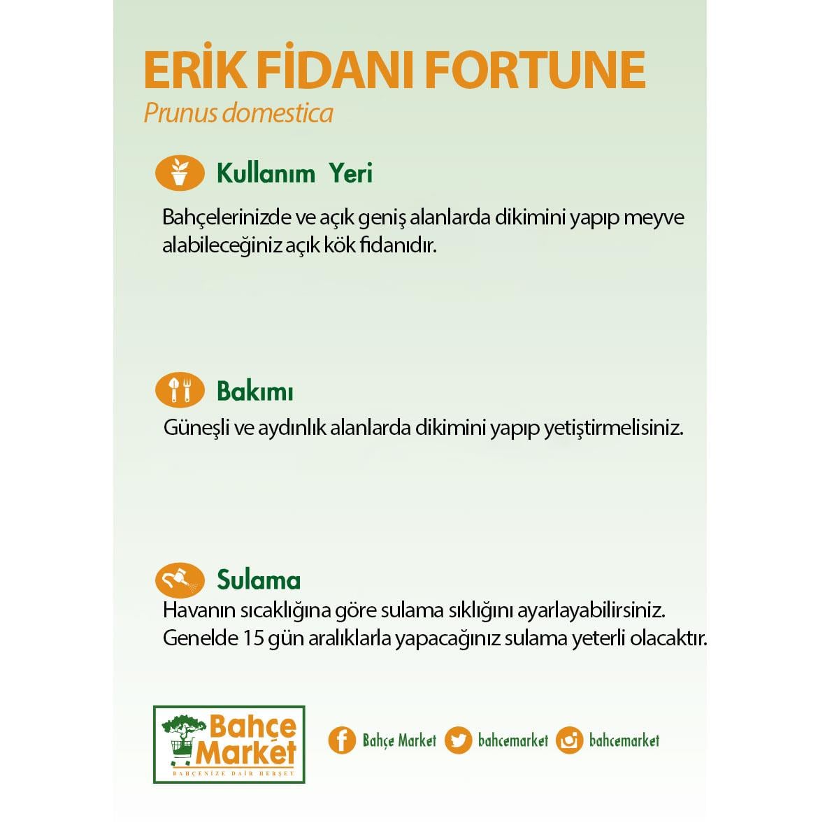 Erik Fidanı Fortune Çıplak Kök