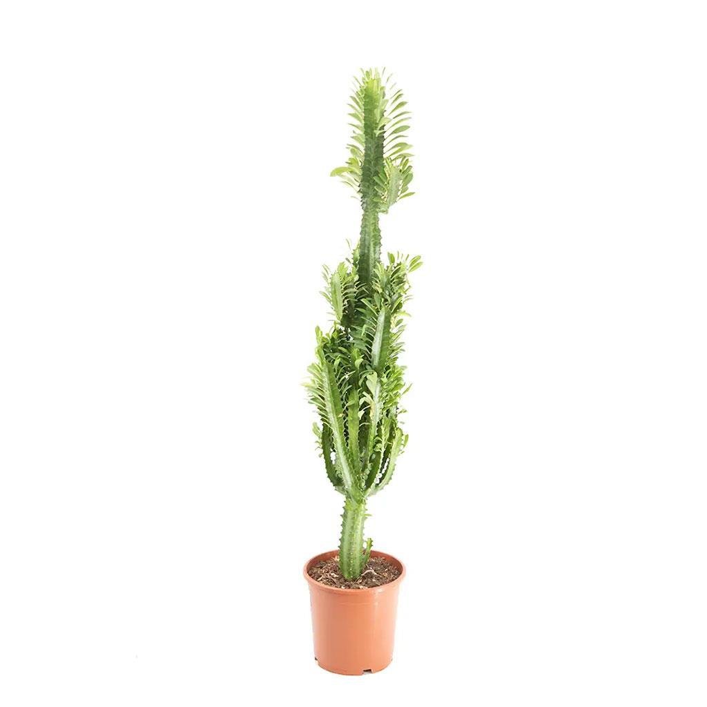 euphorbia-lactea-kaktus-90-100-cm-490-ad.jpg