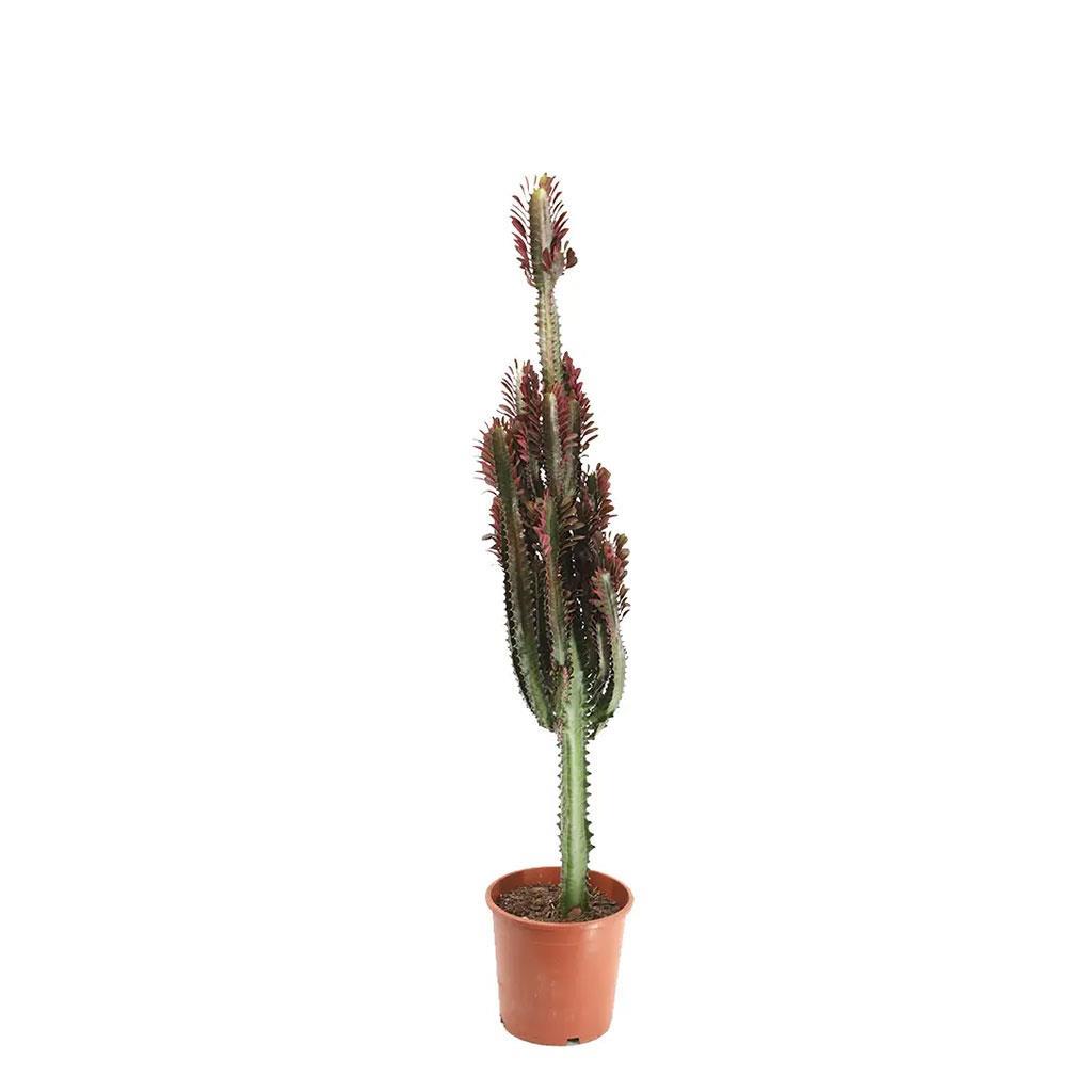 euphorbia-lactea-kaktus-90-100-cm-4ba-45.jpg
