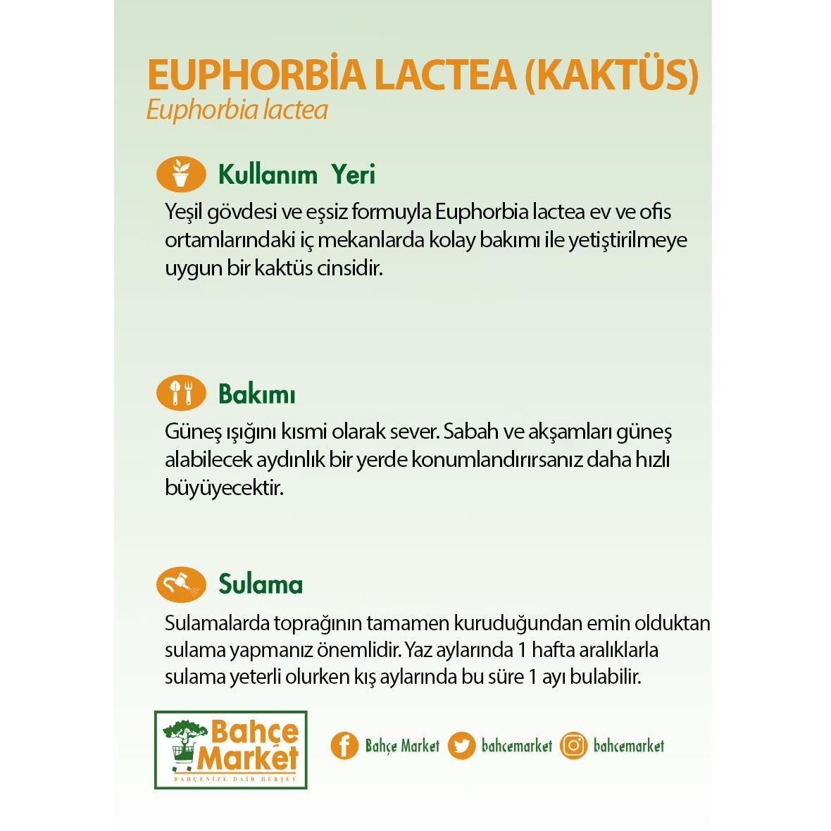 Euphorbia Lactea (Kaktüs) 90 100 Cm