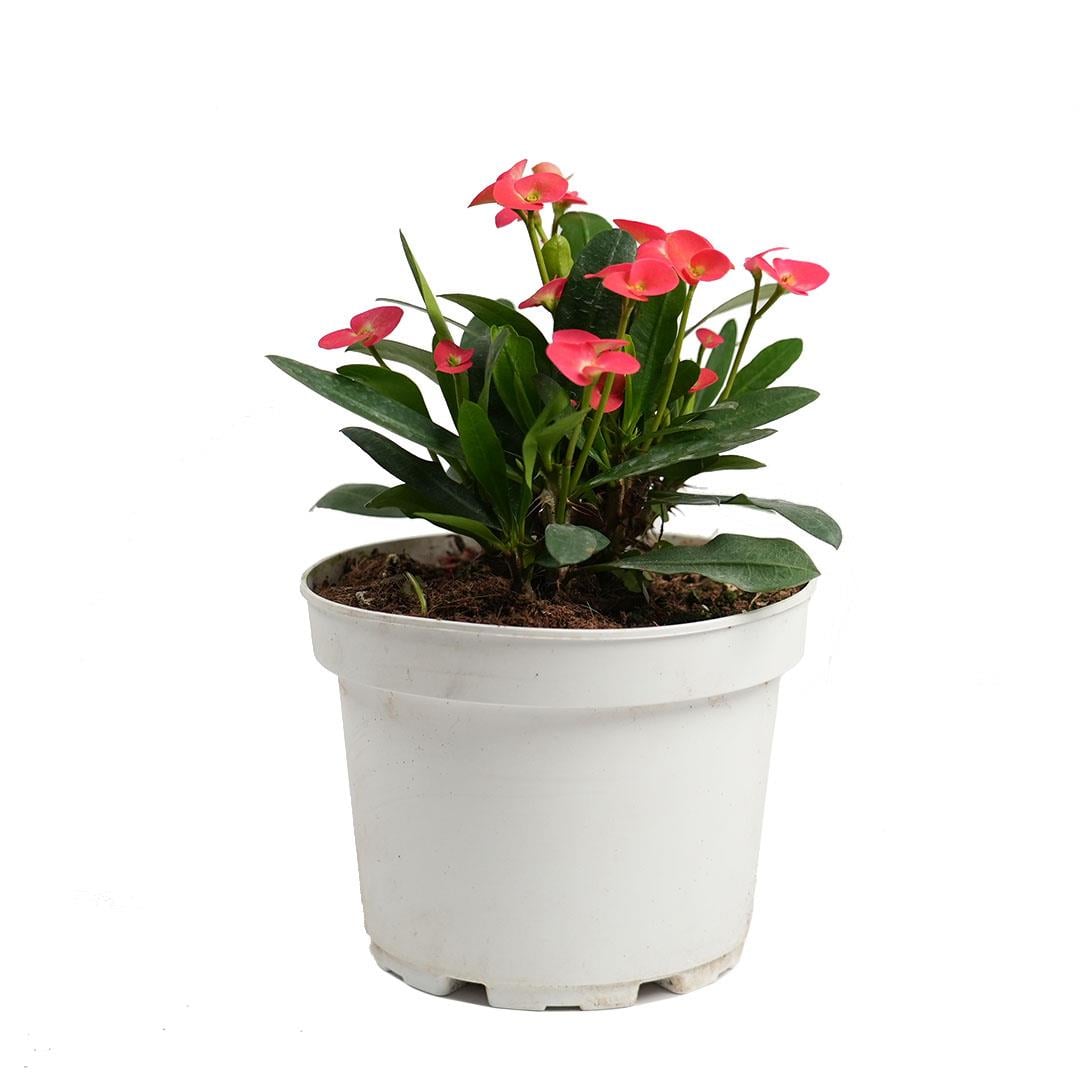 Euphorbia Mili - Dikenler Tacı 19 Q 20-30 CM