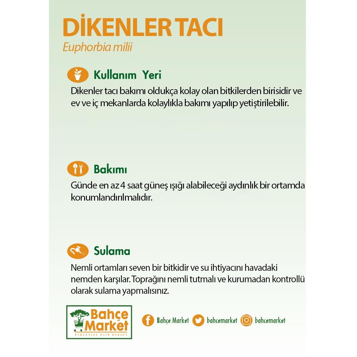 Euphorbia Milii - Dikenler Tacı 10-20 Cm