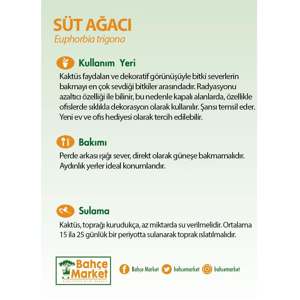 Euphorbia Trigona Rubra (Süt Ağacı Kaktüs) Yeşil