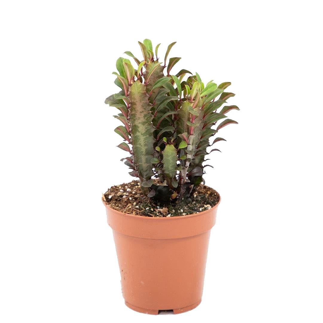 Euphorbia Trigona Rubra (Süt Ağacı Kaktüs) 20-30 Cm
