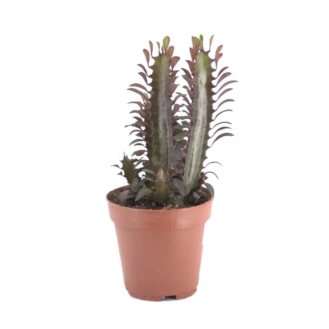 Euphorbia Trigona Rubra (Süt Ağacı Kaktüs) Yeşil