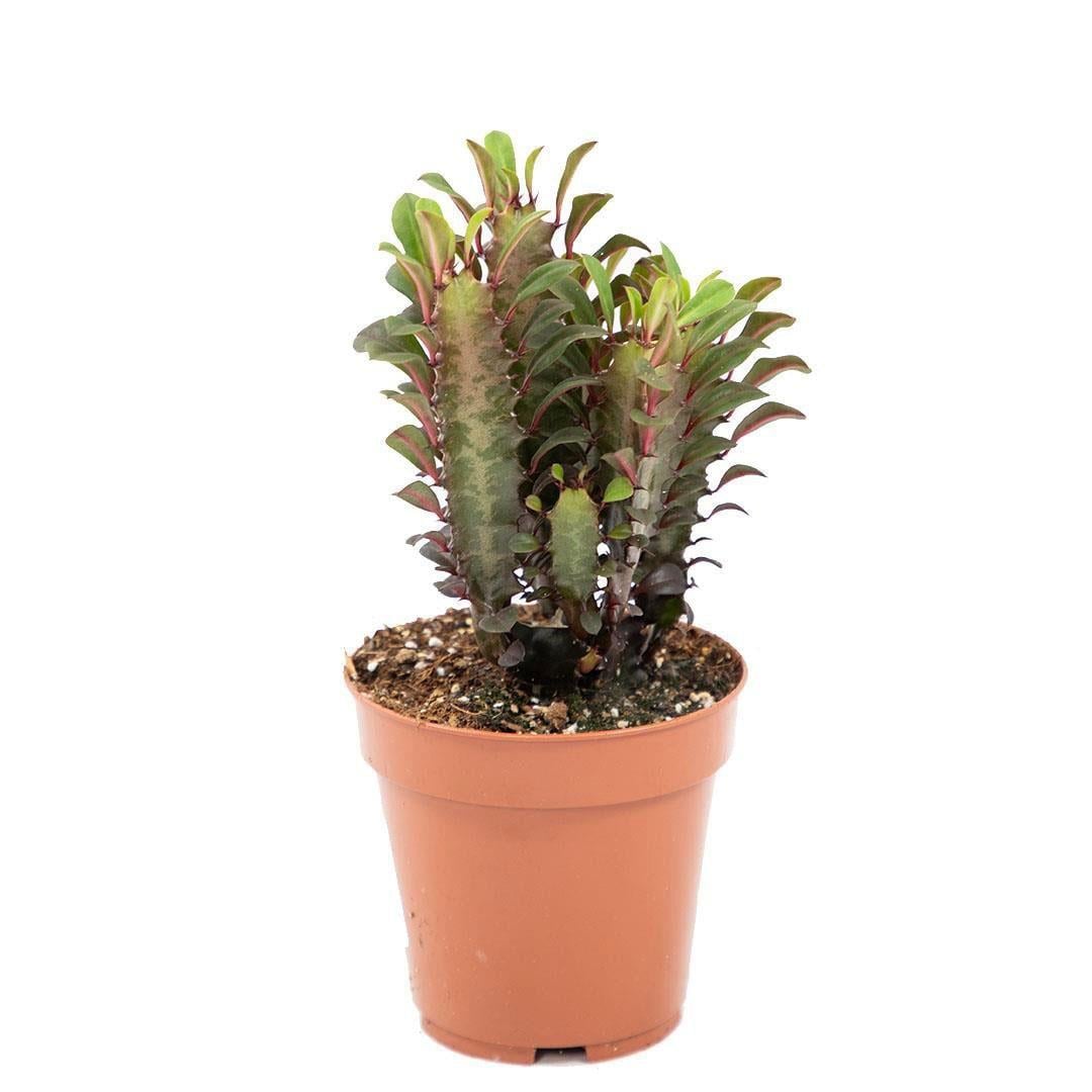 Euphorbia Trigona (Süt Ağacı)