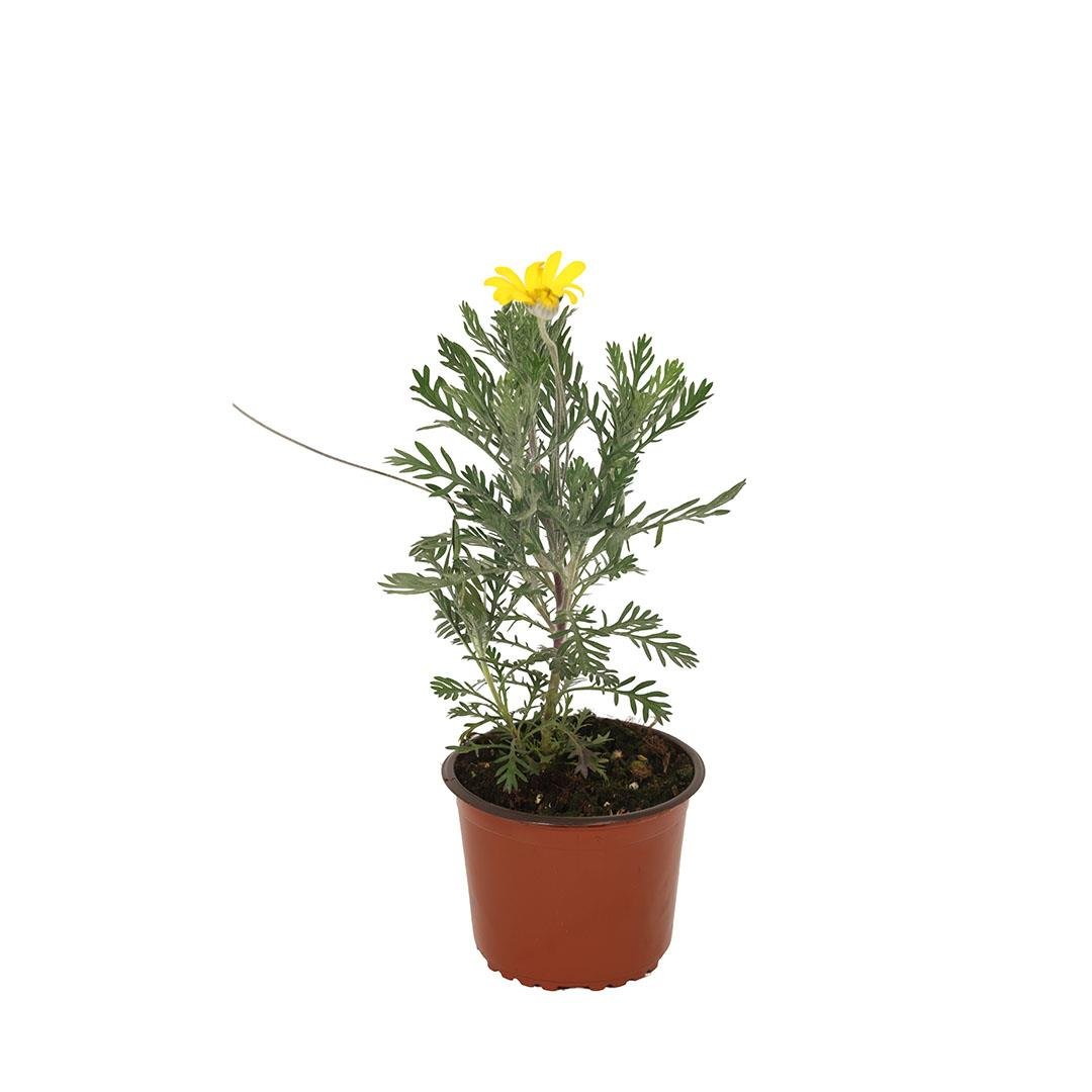 Europs (Sarı Papatya) Çiçeği 10-20 Cm