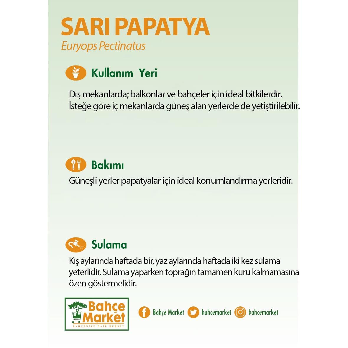 Europs (Sarı Papatya) Çiçeği 5-10 Cm