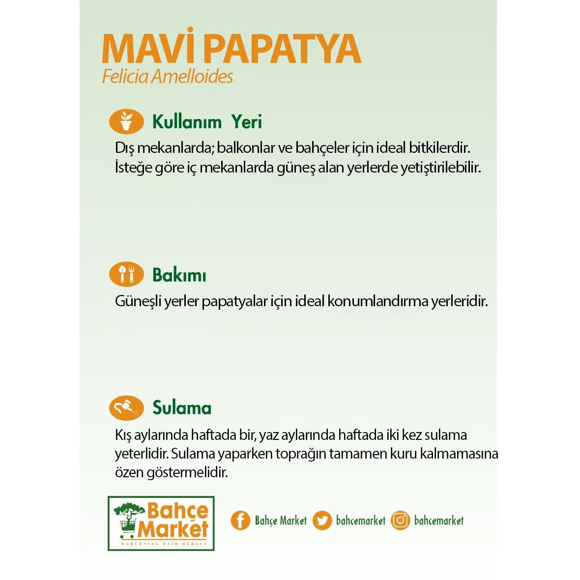 Felisya Çiçeği (Mavi Papatya) Mavi