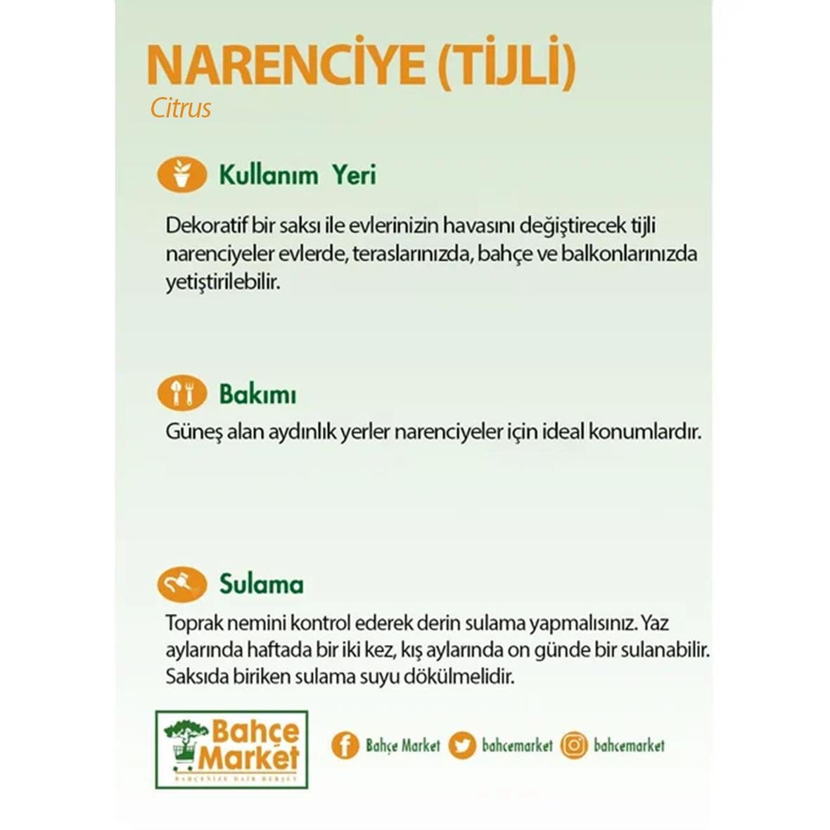 Fensli Narenciye Bitkisi - 2 Litre Saksı - Boy 40 60 Cm Yeşil