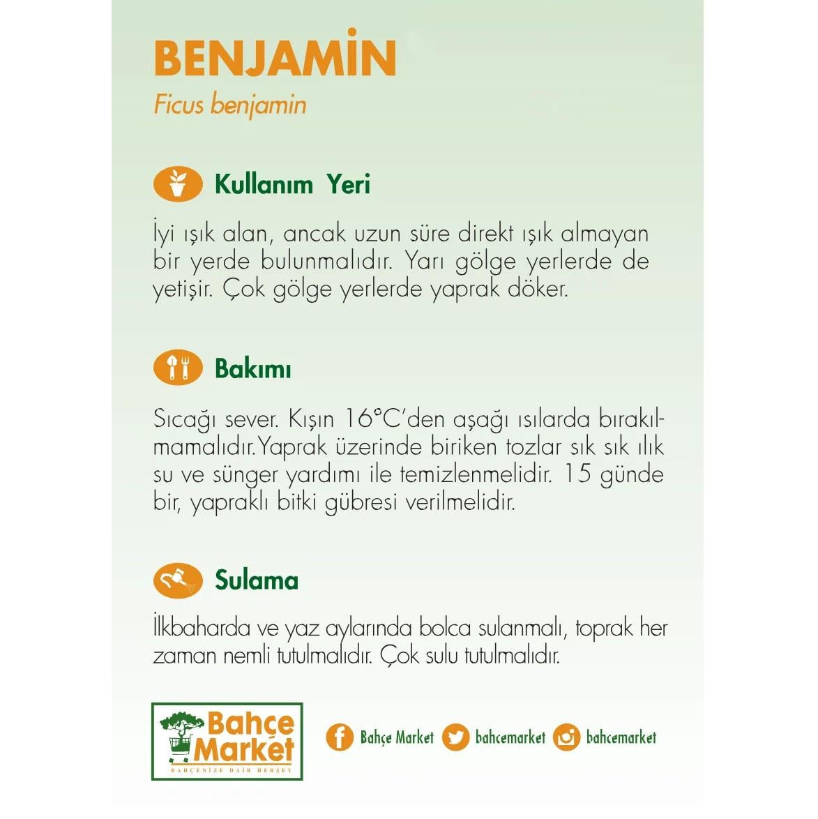 Ficus Benjamin Çit