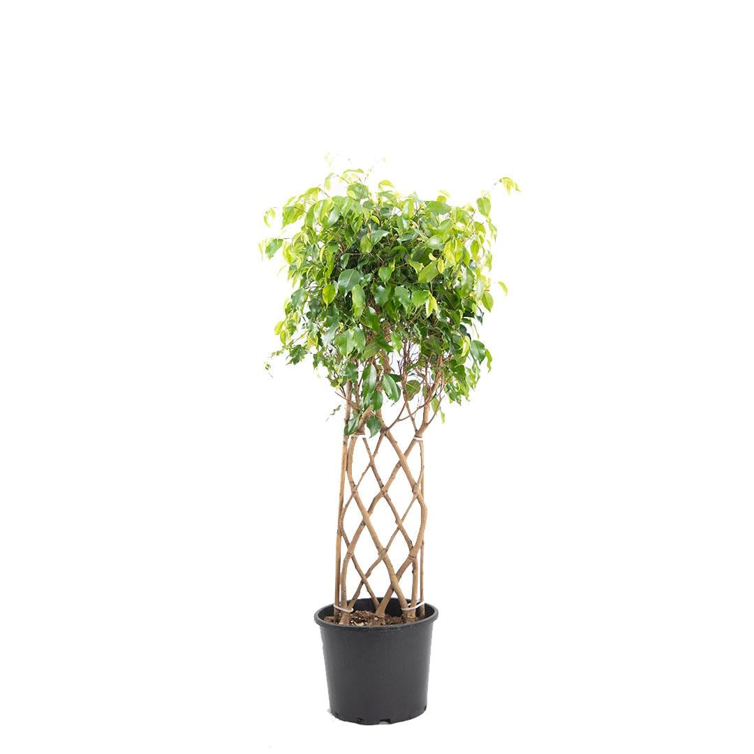 Ficus Benjamin Çit