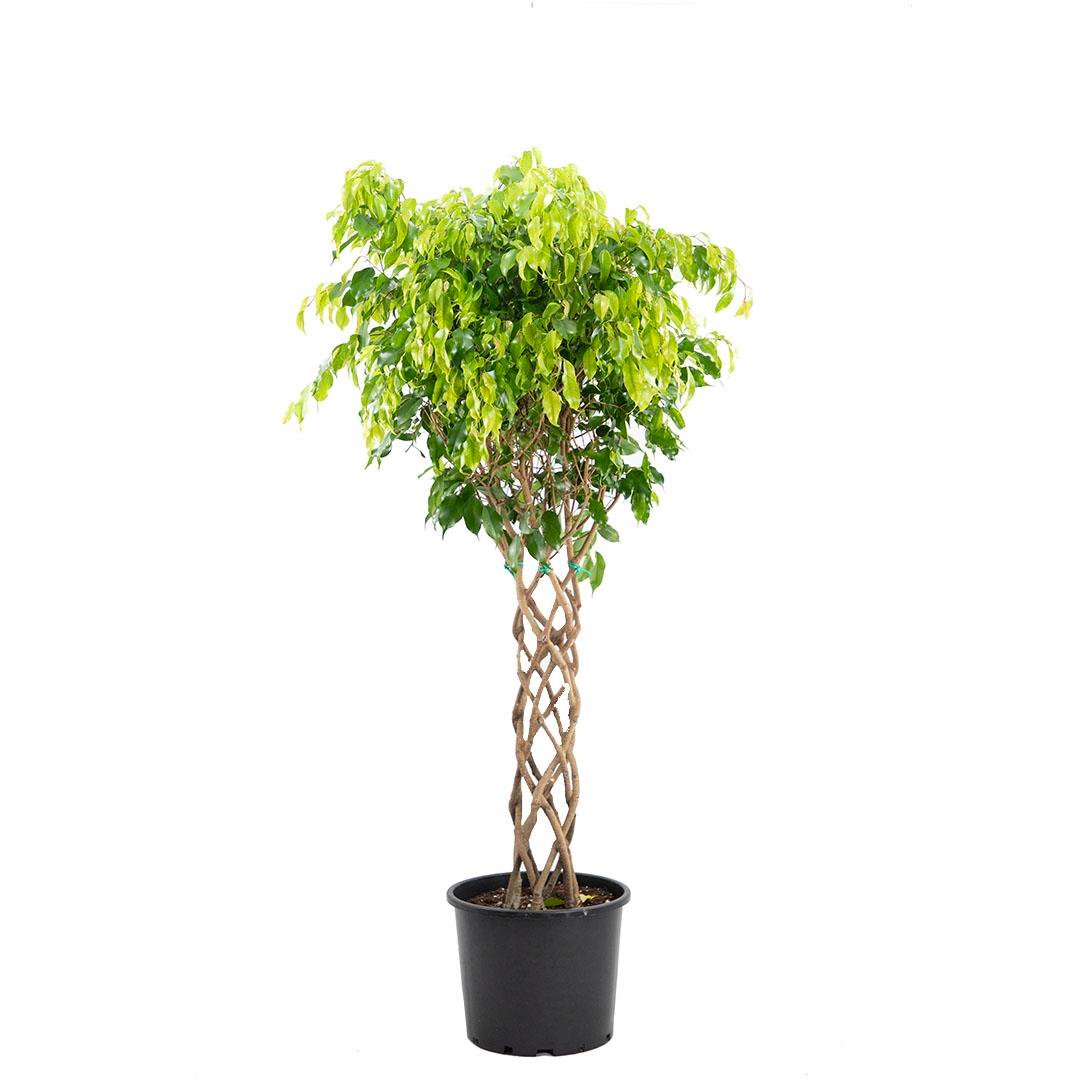 Ficus Benjamin Sütun