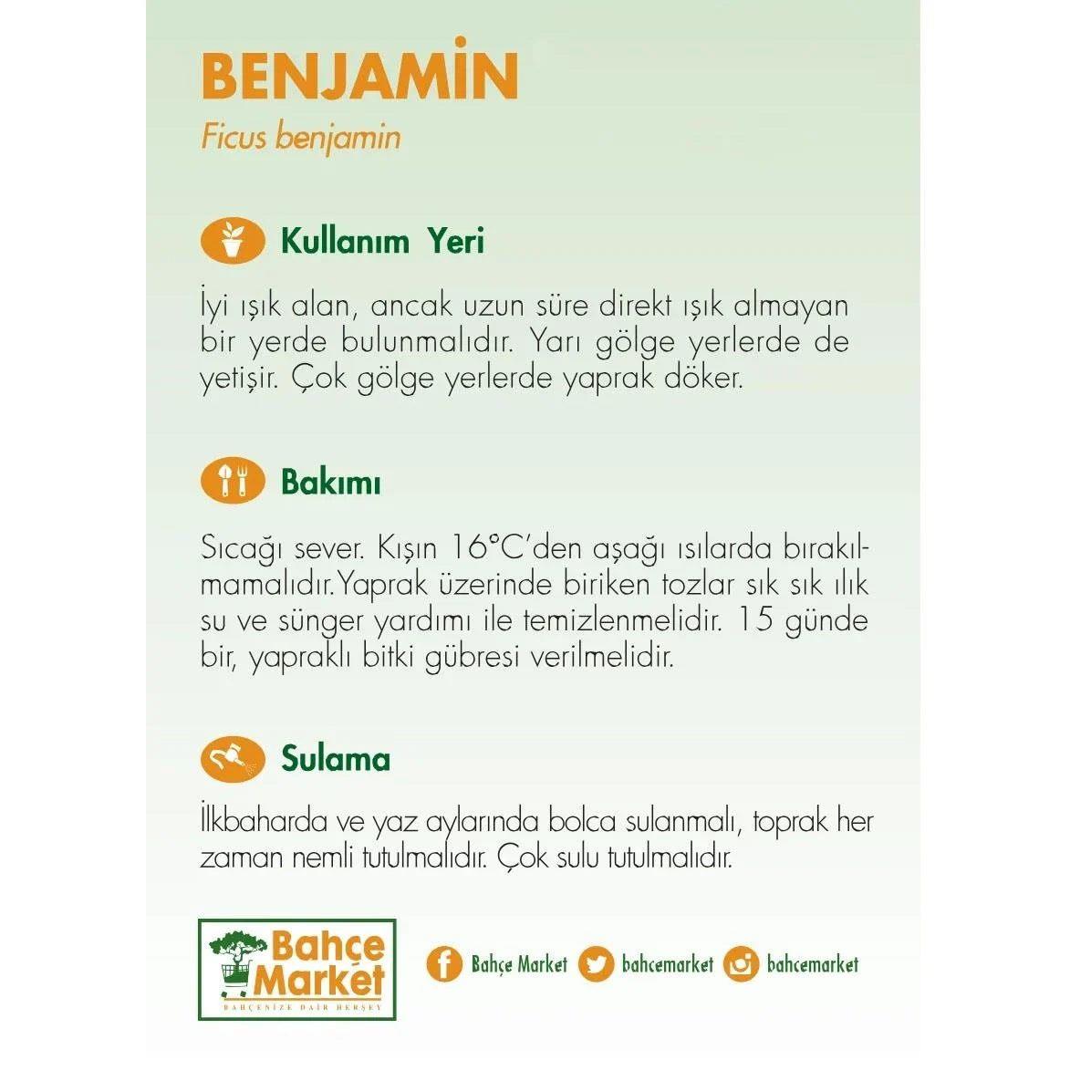 Ficus Benjamina Natasja Yeşil