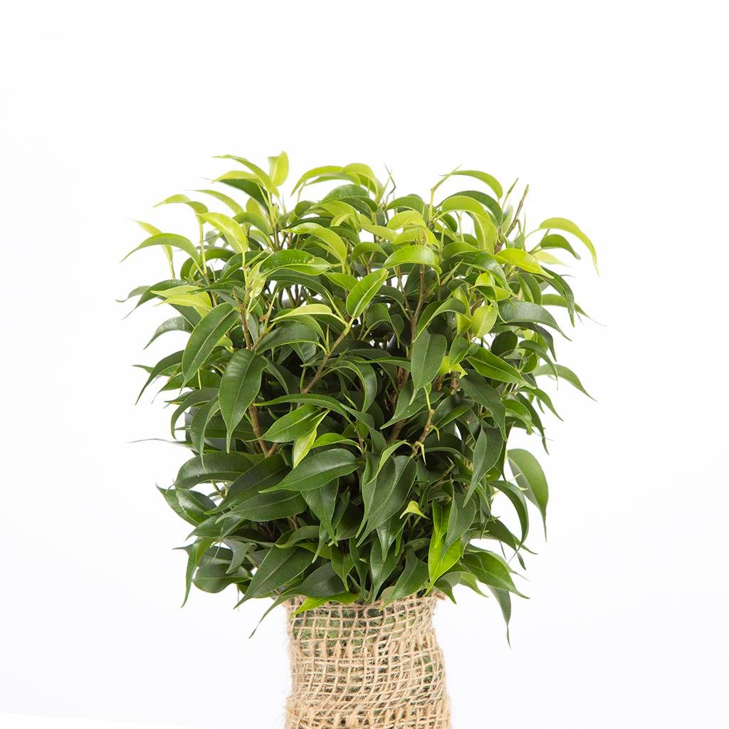 Ficus Benjamina Natasja Yeşil