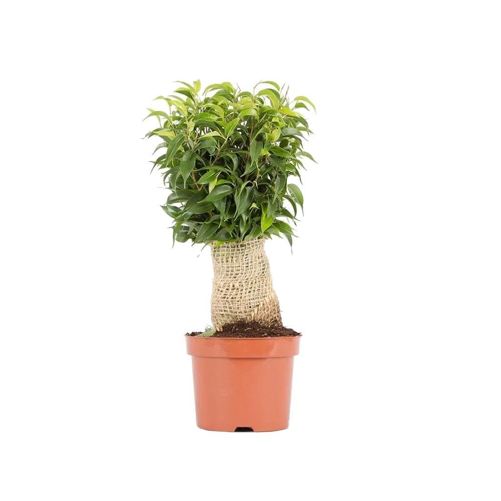 Ficus Benjamina Natasja Yeşil
