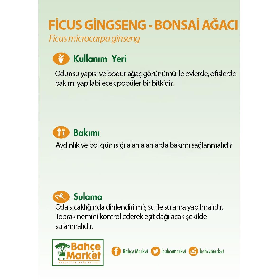 Ficus Gingseng - Bonsai Ağacı 30 cm