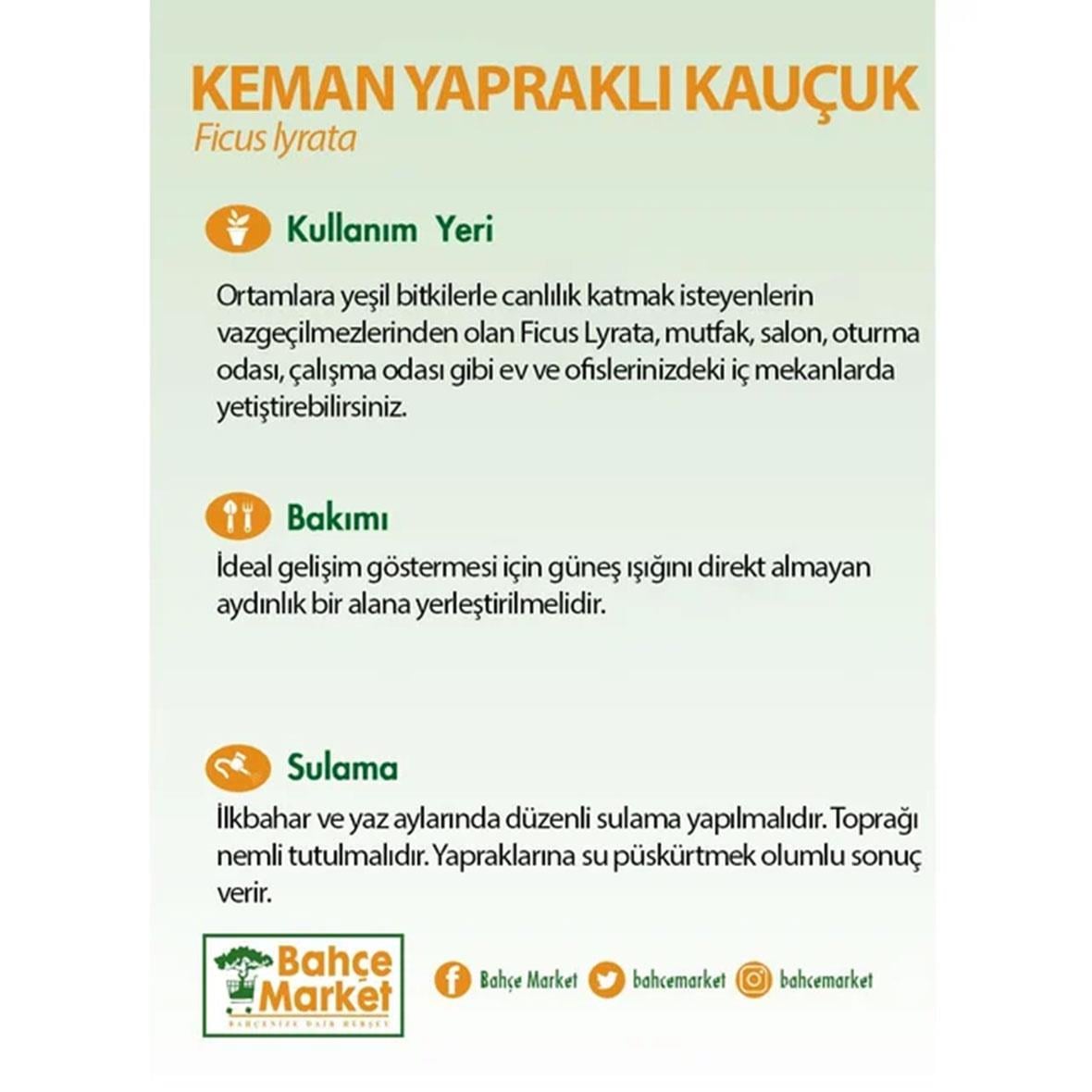 Ficus Lyrata - Keman Yapraklı Kauçuk 120 - 140 Cm Yeşil