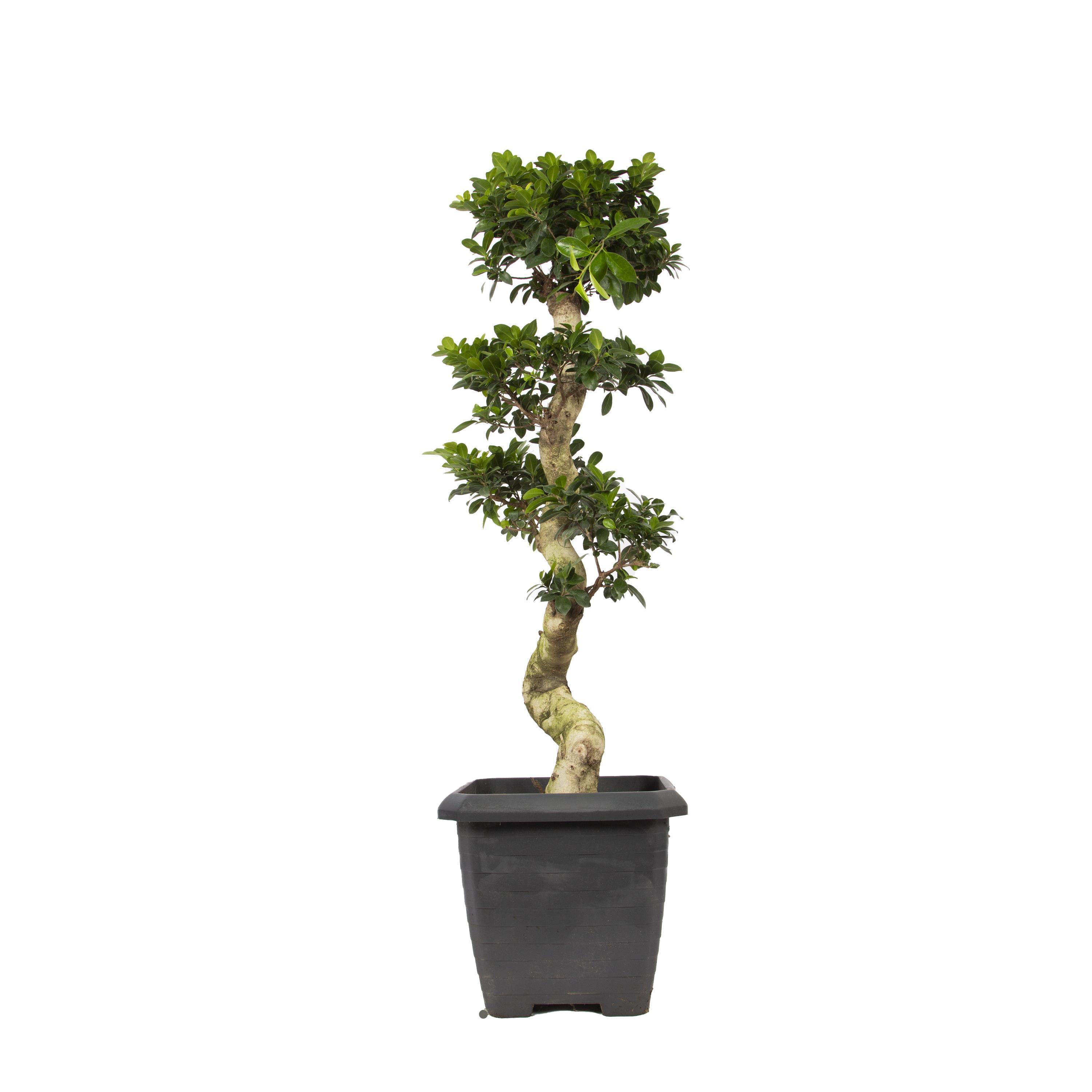 ficus-microcarpa-140150-cm--febe-.jpg