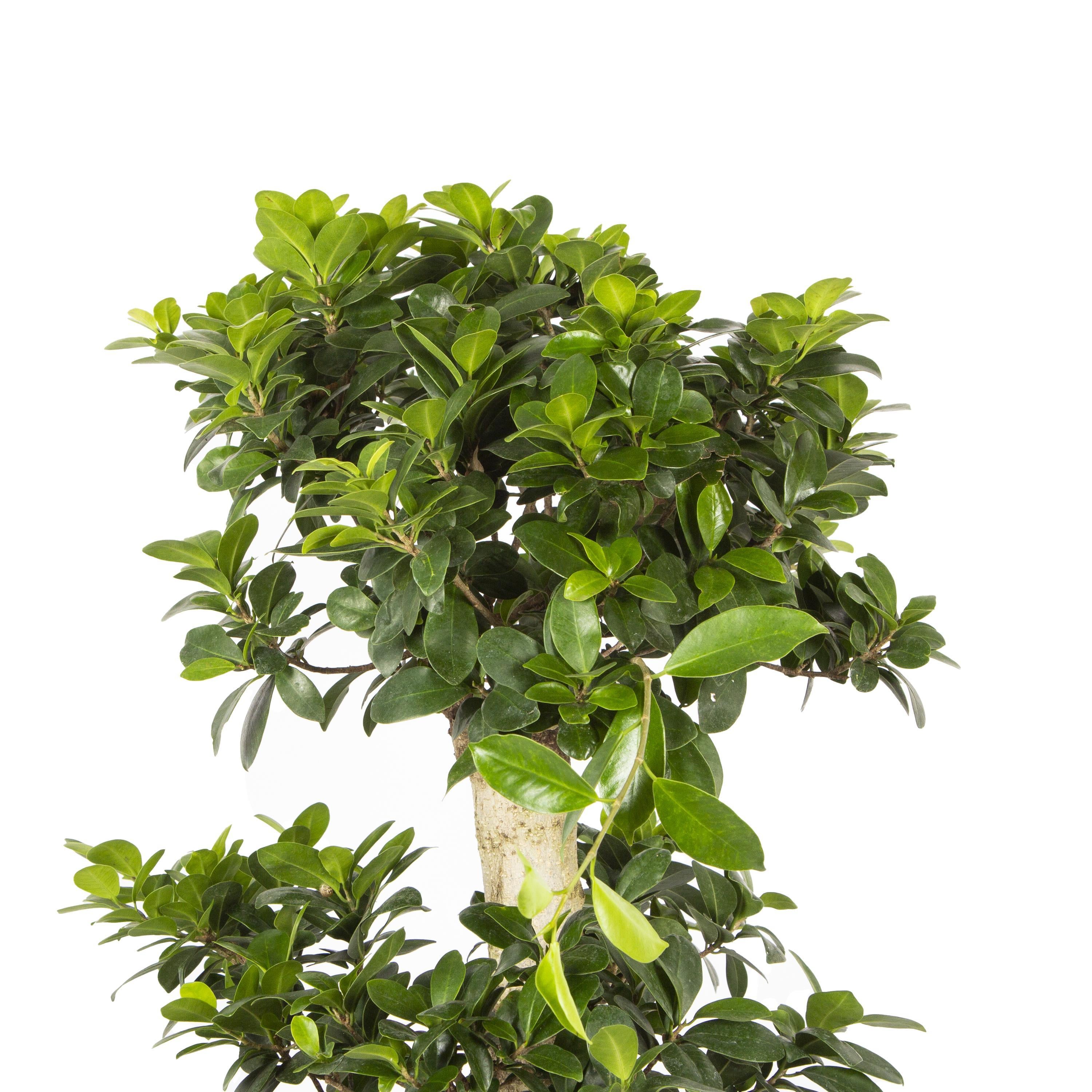 ficus-microcarpa-140150-cm-ad-7a0.jpg