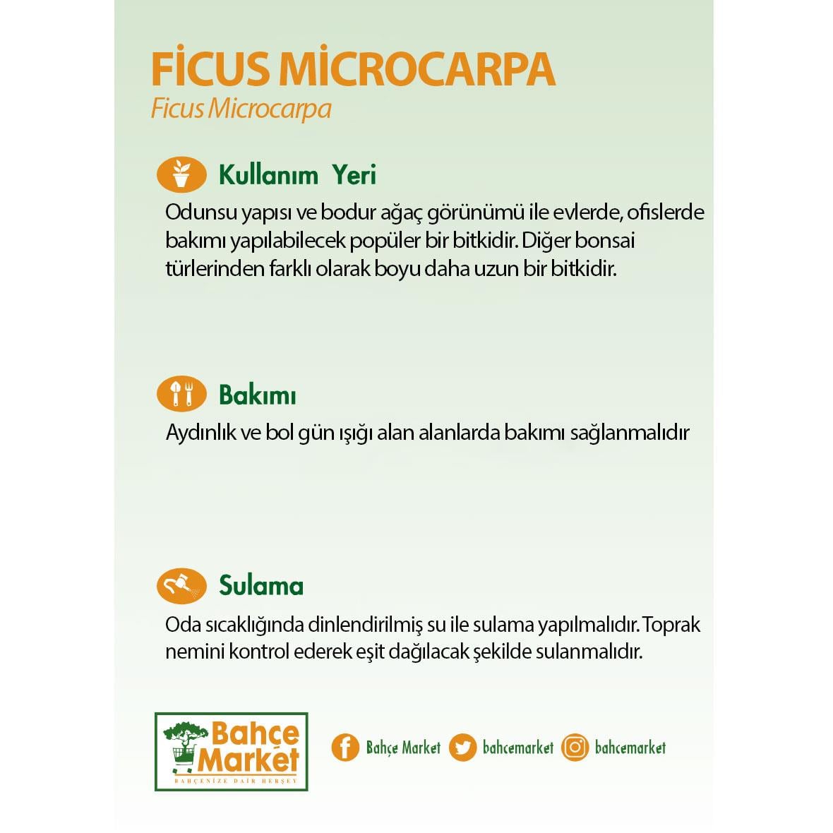 Ficus Microcarpa 140*150 Cm Yeşil