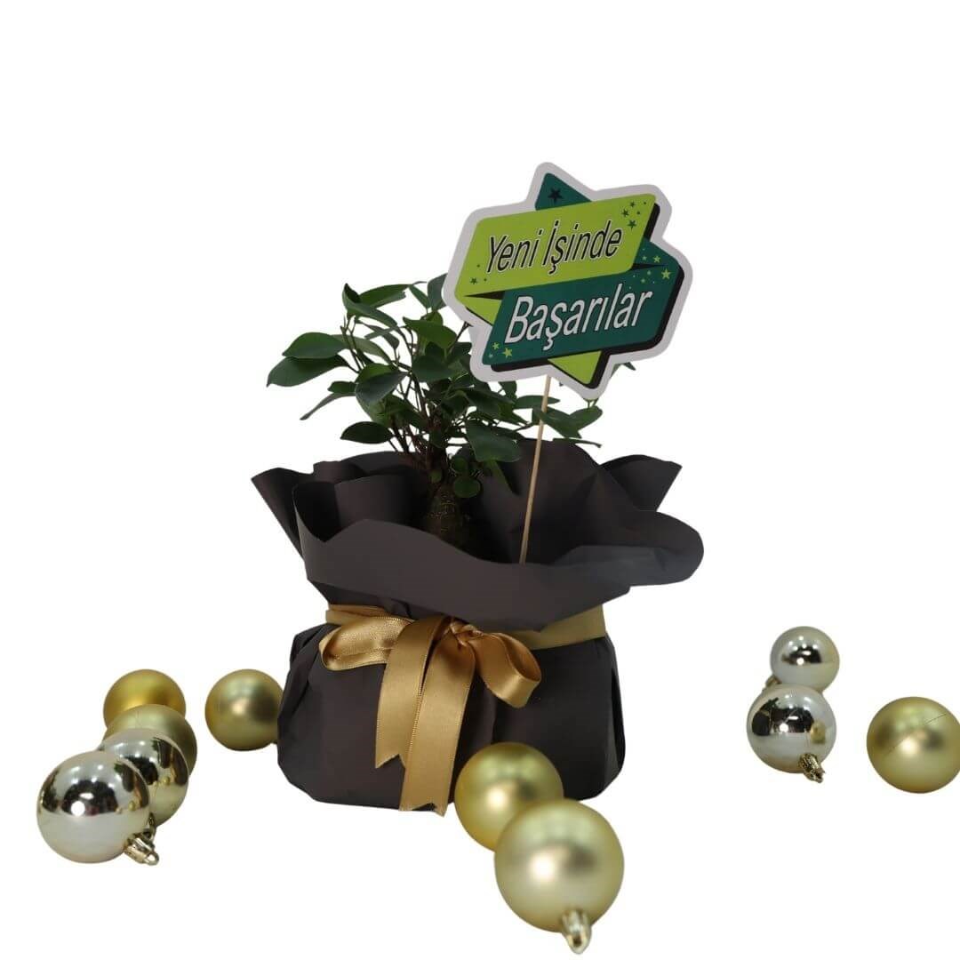 Ficus Microcarpa Ginseng (Bonsai) Hediye Paketli 