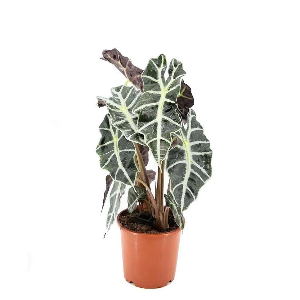 Fil Kulağı Bitkisi (Alocasıa Polly) Yeşil