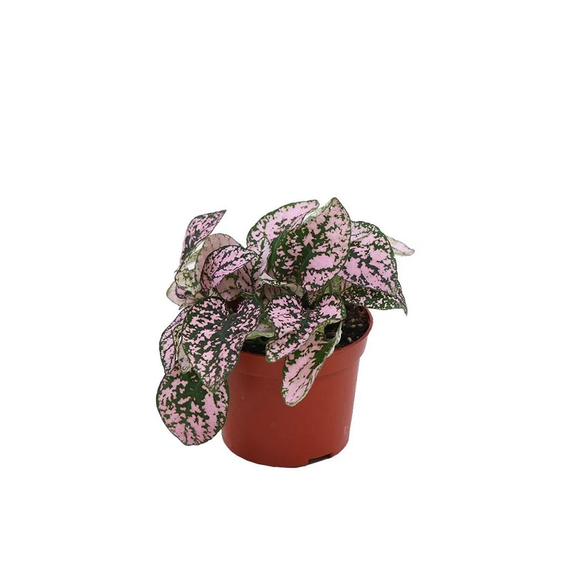 Fittonia