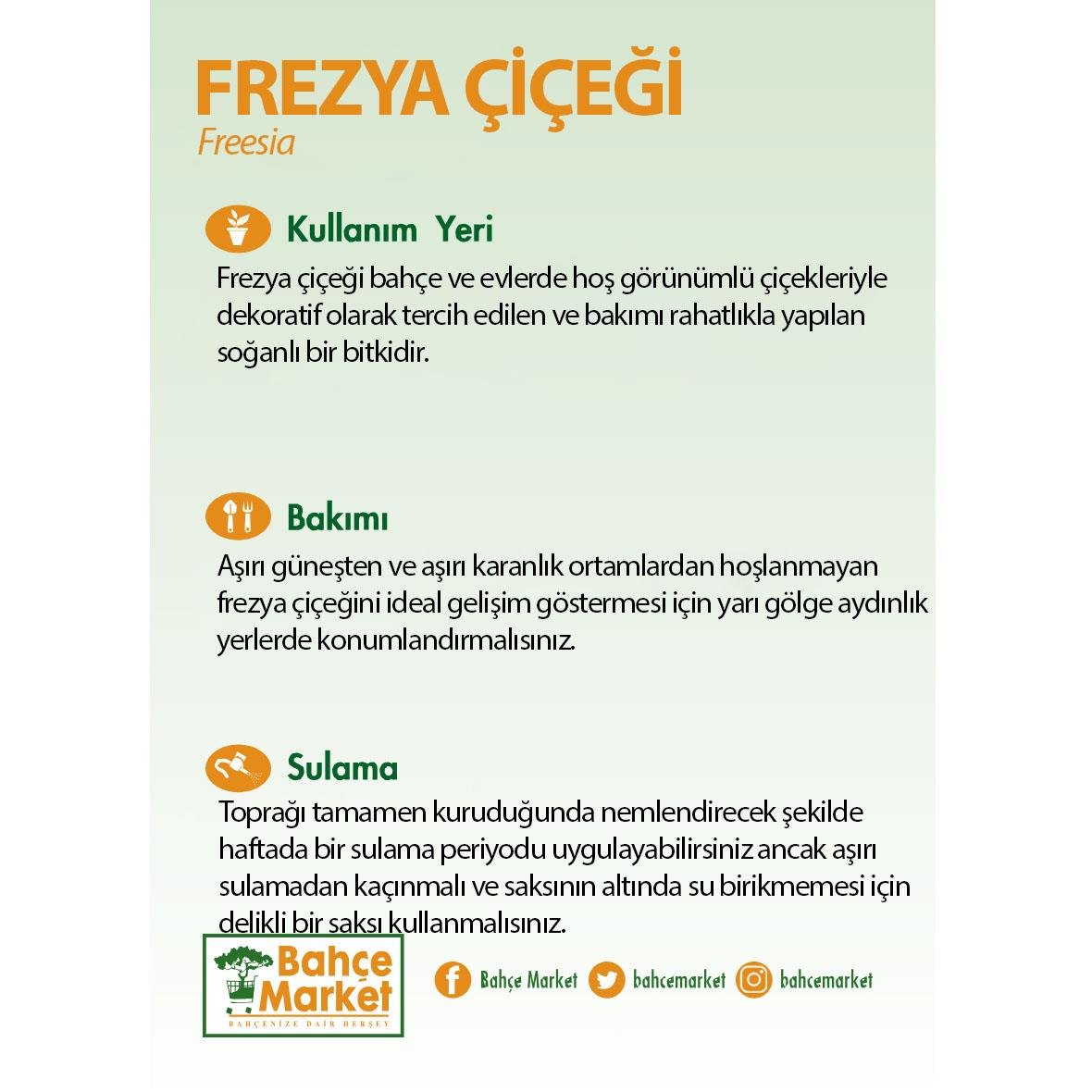 Frezya Çiçeği