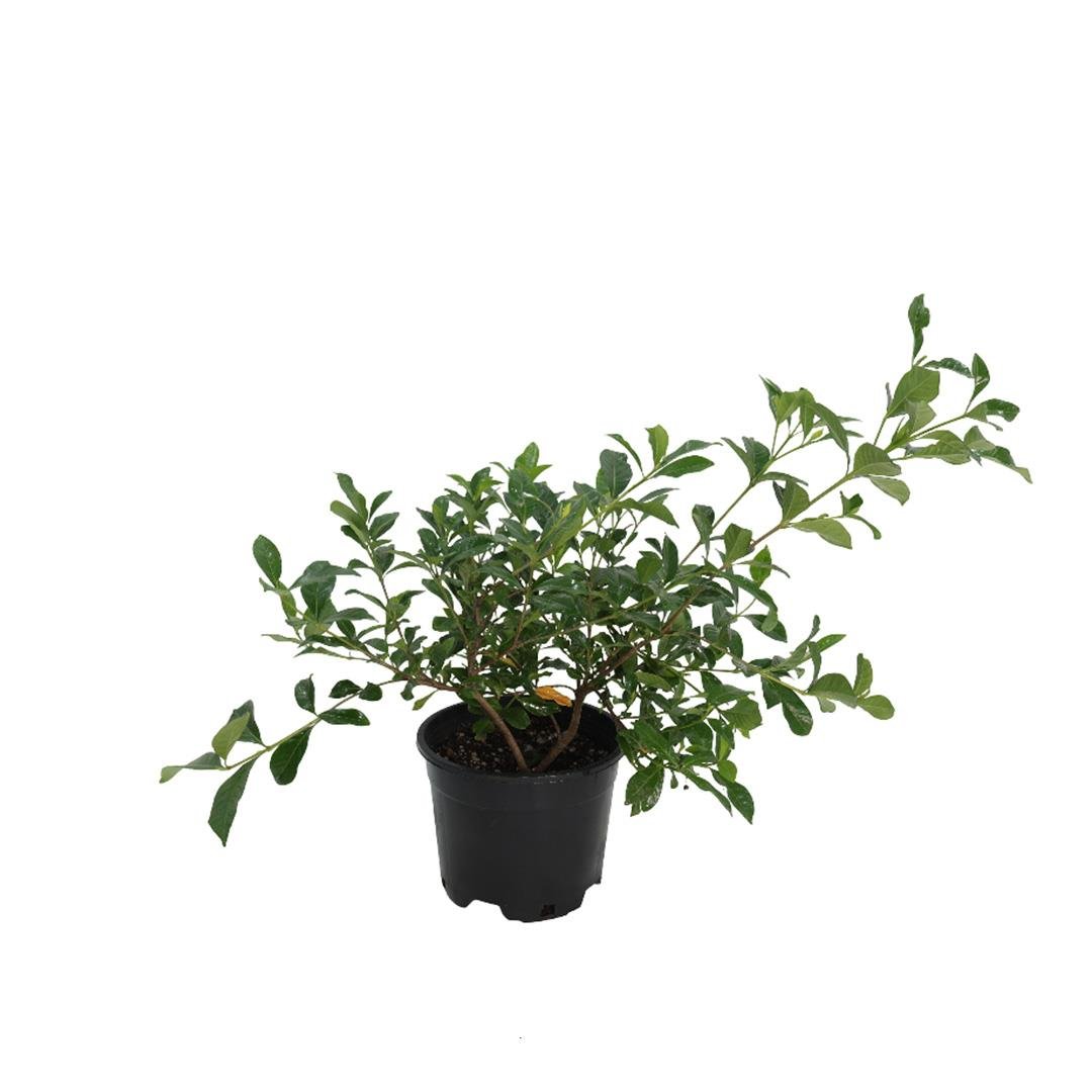 Gardenya Çiçeği