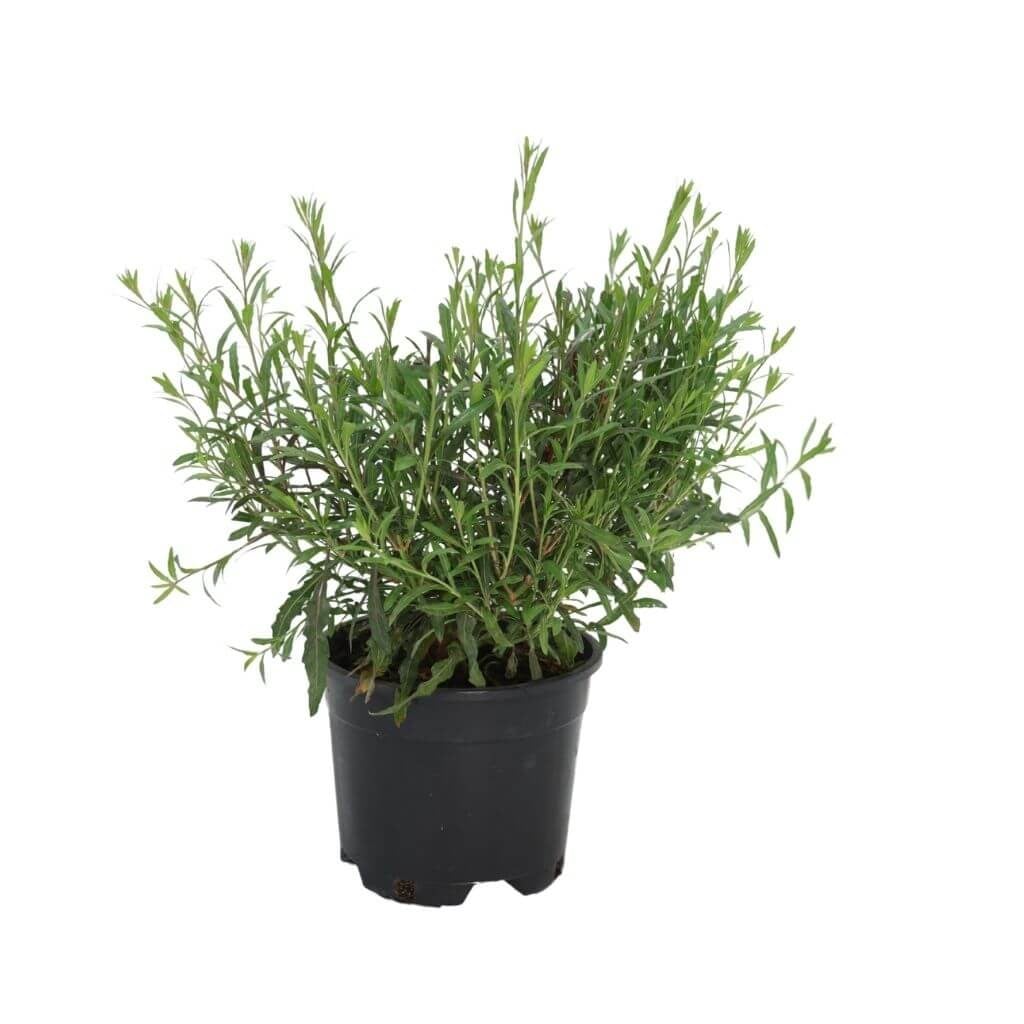 Gaura Çiçeği