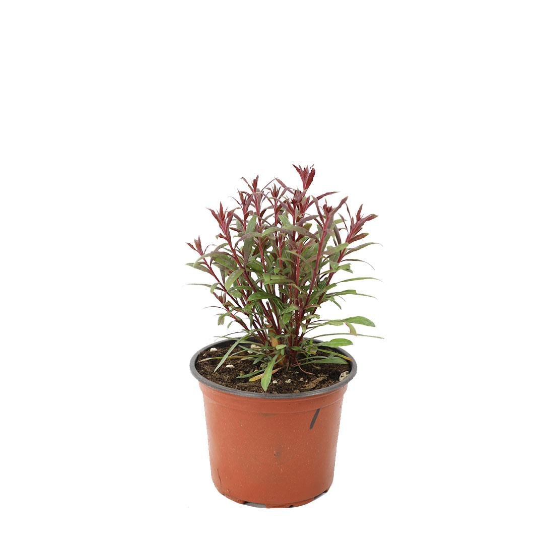 Gaura Çiçeği - Gavura Çiçeği