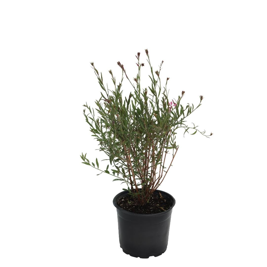 Gaura Çiçeği - Gavura Çiçeği