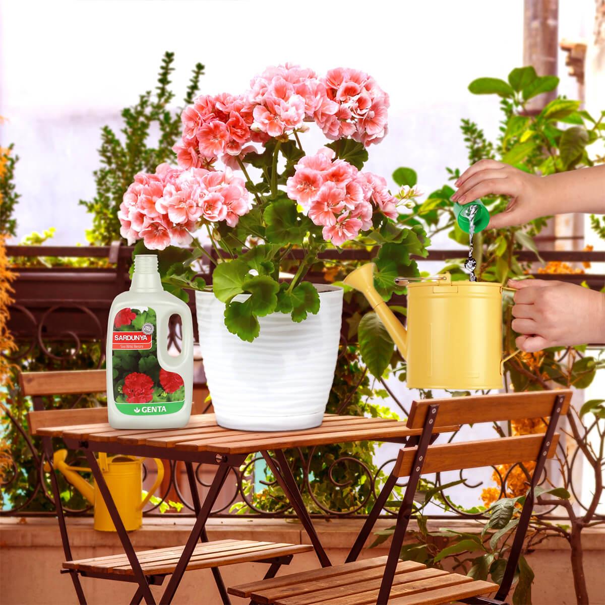 Genta Sardunyalar için Sıvı Besin (500 Ml)