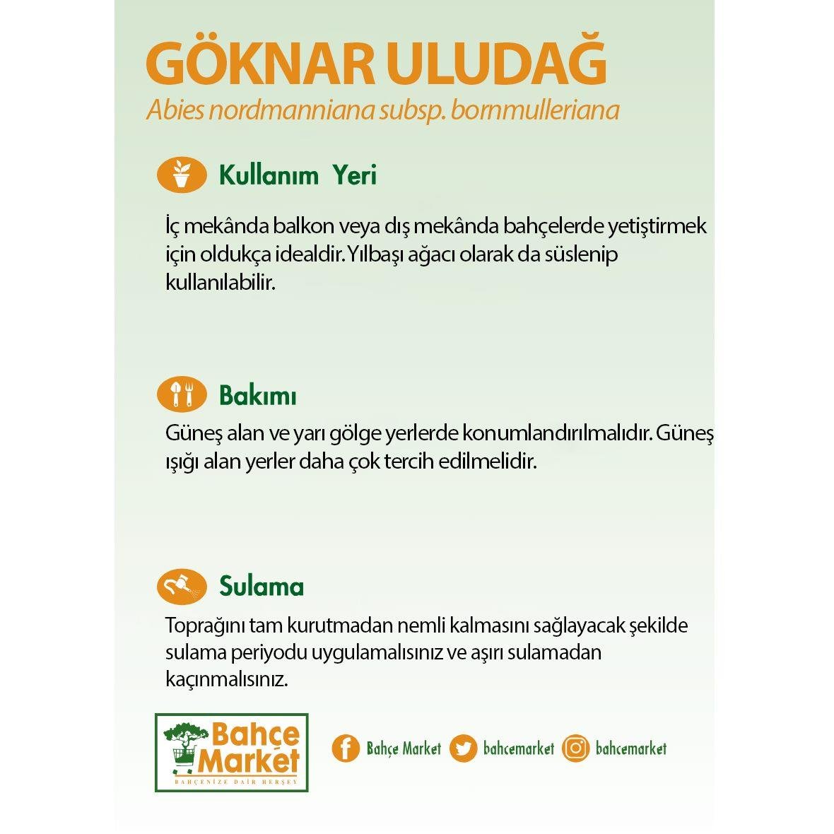 Göknar Uludağ 100-125 Cm İthal