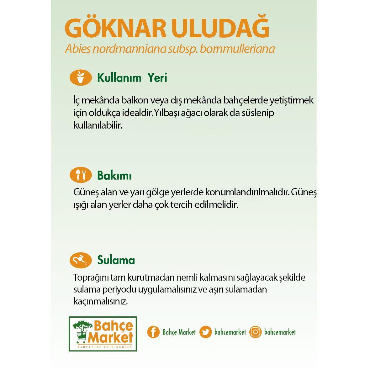 Göknar Uludağ 80-100 Cm