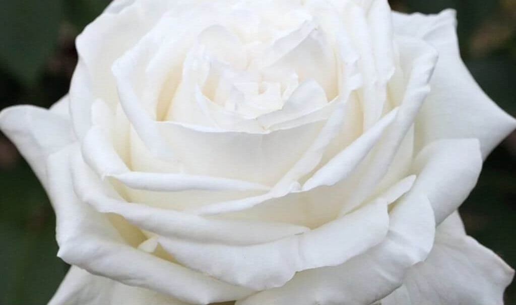 Gül Meilland Poşetli