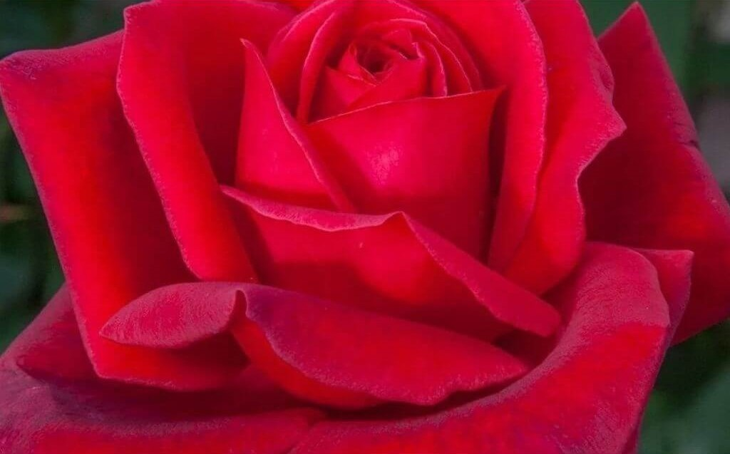 Gül Meilland Poşetli