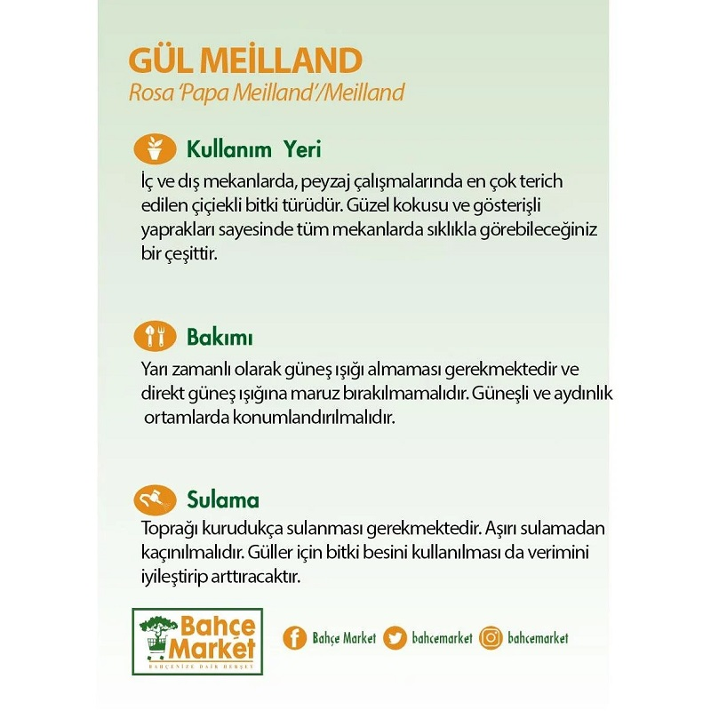 Gül Meilland Poşetli