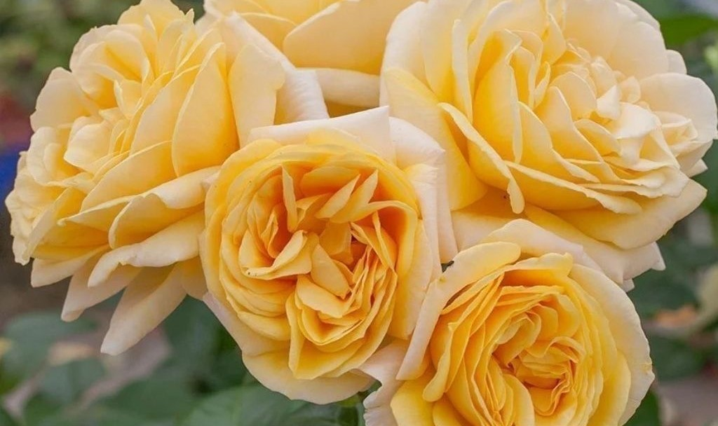 Gül Meilland Poşetli