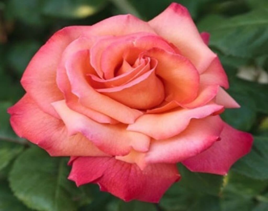 Gül Meilland Poşetli