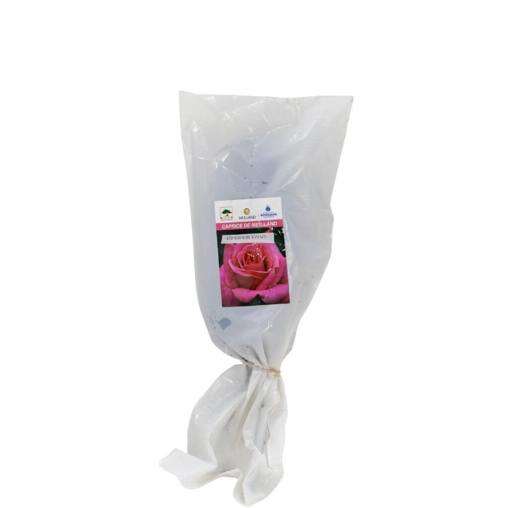 Gül Meilland Poşetli